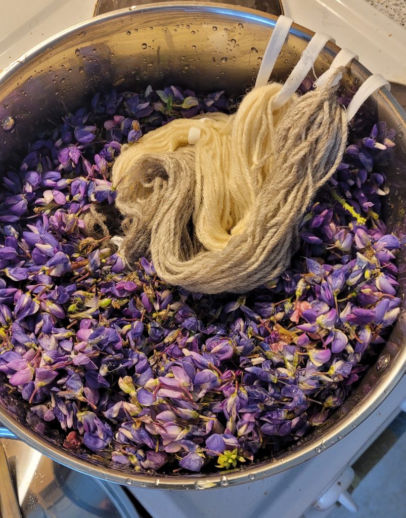 Lupiininkukkia ja villalankaa padassa.